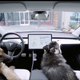 Illustration for article titled Teslas New Dog Mode Will Keep Your Pup Cool While Youre out of the Carem/em